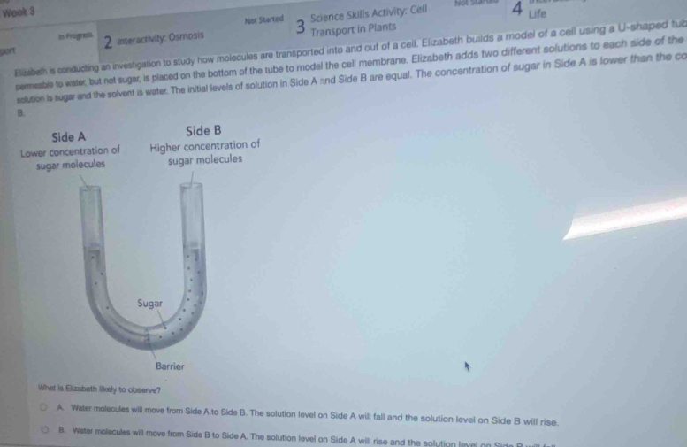 Wook 3 4
Not Started Science Skills Activity: Cell Not Stân
In Frogresa Life
port 2 Interactivity: Osmosis 3 Transport in Plants
Elizabeth is conducting an investigation to study how molecules are transported into and out of a cell. Elizabeth builds a model of a cell using a U-shaped tub
permeable to water, but not sugar, is placed on the bottom of the tube to model the cell membrane. Elizabeth adds two different solutions to each side of the
solution is sugar and the solvent is water. The initial levels of solution in Side A and Side B are equal. The concentration of sugar in Side A is lower than the co
What is Elizabeth likely to observe?
A. Water molecules will move from Side A to Side B. The solution level on Side A will fall and the solution level on Side B will rise.
B. Water molecules will move from Side B to Side A. The solution level on Side A will rise and the solution leval as f