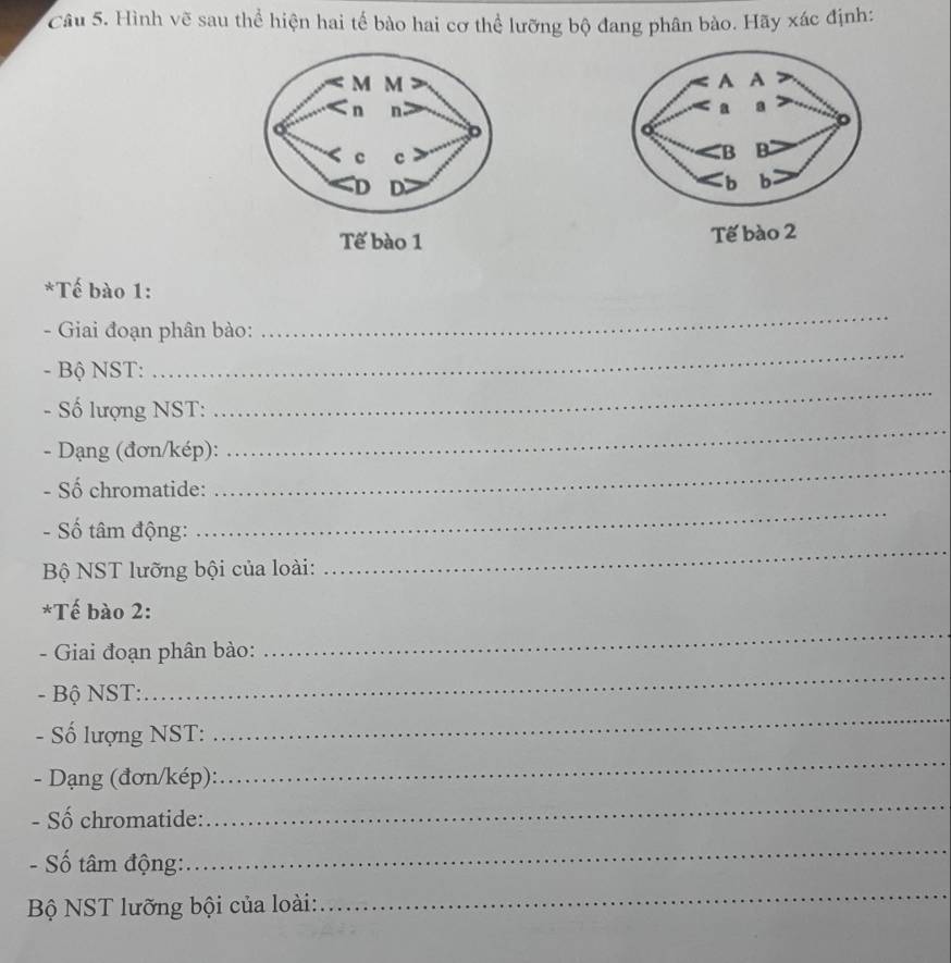 Hình vẽ sau thể hiện hai tế bào hai cơ thể lưỡng bộ đang phân bào. Hãy xác định: 


Tế bào 1 Tế bào 
*Tế bào 1: 
_ 
- Giai đoạn phân bào: 
_ 
- Bộ NST: 
_ 
- Số lượng NST: 
_ 
- Dạng (đơn/kép): 
- Số chromatide: 
_ 
_ 
_ 
- Số tâm động: 
Bộ NST lưỡng bội của loài: 
_ 
*Tế bào 2: 
_ 
- Giai đoạn phân bào: 
- Bộ NST: 
- Số lượng NST: 
_ 
- Dạng (đơn/kép): 
_ 
- Số chromatide: 
_ 
- Số tâm động: 
_ 
Bộ NST lưỡng bội của loài: 
_