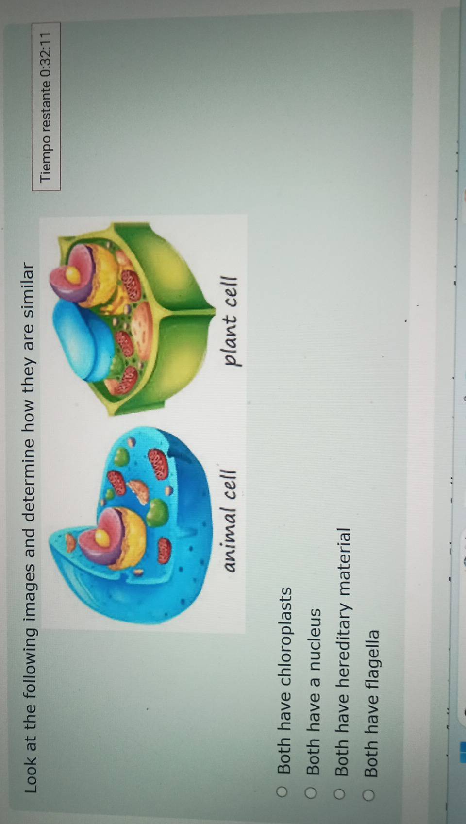 Look at the following images and determine how they are similar
Tiempo restante 0:32:11
Both have chloroplasts
Both have a nucleus
Both have hereditary material
Both have flagella