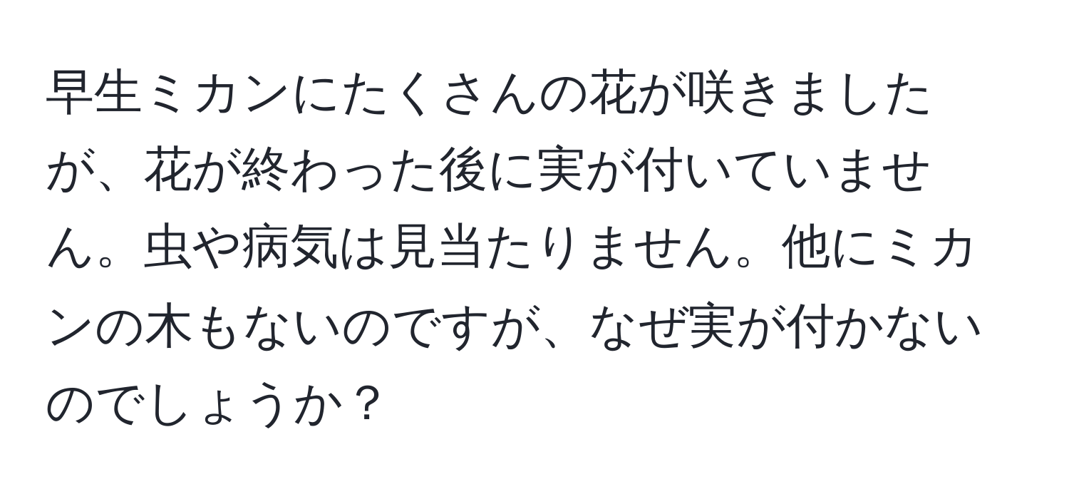 早生ミカンにたくさんの花が咲きましたが、花が終わった後に実が付いていません。虫や病気は見当たりません。他にミカンの木もないのですが、なぜ実が付かないのでしょうか？