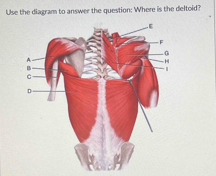 Solved: Use the diagram to answer the question: Where is the deltoid ...