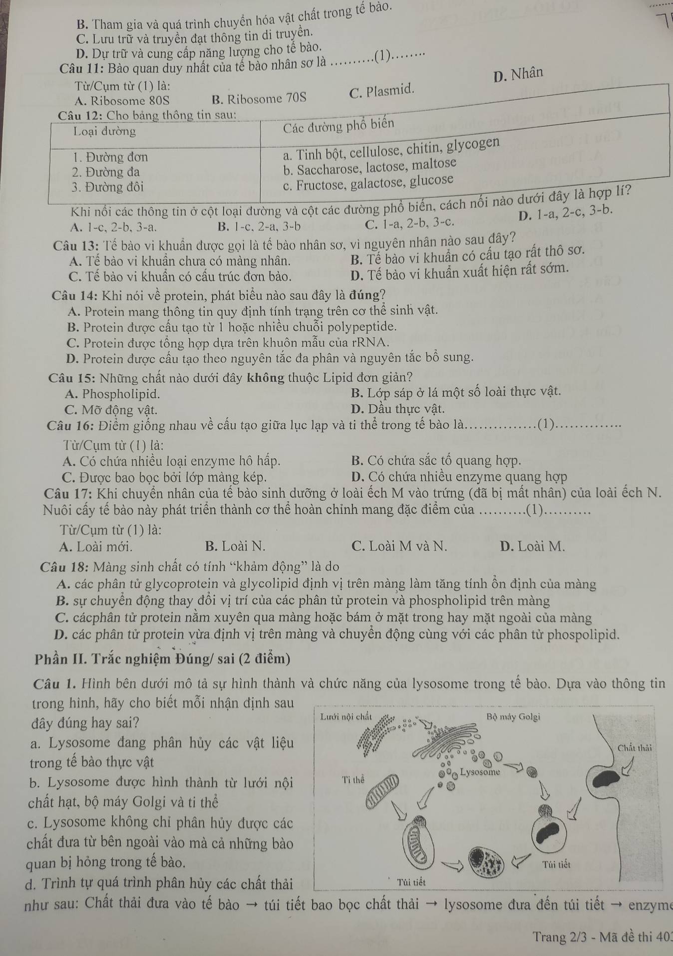 B. Tham gia và quá trình chuyển hóa vật chất trong tế bào.
C. Lưu trữ và truyền đạt thông tin di truyền.
D. Dự trữ và cung cấp năng lượng cho tế bào.
Câu 11: Bào quan duy nhất của tể bảo nhân sơ là ..........(1)......
D. Nhân
Từ/Cụm từ (1) là:. Plasmid.
Khi nổi các thông tin ở cột loại dường và cột các đường ph
A. 1-c, 2-b, 3-a. B. 1-c, 2-a, 3-b
C. 1-a, 2-b, 3-c. D. 1-a, 2-c, 3-b.
Câu 13: Tế bào vi khuẩn được gọi là tế bào nhân sơ, vì nguyên nhân nào sau đây?
A. Tế bào vi khuân chưa có màng nhân.
B. Tế bào vi khuẩn có cấu tạo rất thô sơ.
C. Tế bào vi khuẩn có cấu trúc đơn bào.
D. Tế bào vi khuẩn xuất hiện rất sớm.
Câu 14: Khi nói về protein, phát biểu nào sau đây là đúng?
A. Protein mang thông tin quy định tính trạng trên cơ thể sinh vật.
B. Protein được cấu tạo từ 1 hoặc nhiều chuỗi polypeptide.
C. Protein được tổng hợp dựa trên khuôn mẫu của rRNA.
D. Protein được cấu tạo theo nguyên tắc đa phân và nguyên tắc bổ sung.
Câu 15: Những chất nào dưới đây không thuộc Lipid đơn giản?
A. Phospholipid. B. Lớp sáp ở lá một số loài thực vật.
C. Mỡ động vật. D. Dầu thực vật.
Câu 16: Điểm giống nhau về cấu tạo giữa lục lạp và ti thể trong tế bào là _(1)_
Từ/Cụm từ (1) là:
A. Có chứa nhiều loại enzyme hô hấp. B. Có chứa sắc tổ quang hợp.
C. Được bao bọc bởi lớp màng kép. D. Có chứa nhiều enzyme quang hợp
Câu 17: Khi chuyển nhân của tế bào sinh dưỡng ở loài ếch M vào trứng (đã bị mất nhân) của loài ếch N.
Nuôi cấy tế bào này phát triển thành cơ thể hoàn chinh mang đặc điểm của _(1)._
Từ/Cụm từ (1) là:
A. Loài mới. B. Loài N. C. Loài M và N. D. Loài M.
Câu 18: Màng sinh chất có tính “khảm động” là do
A. các phân tử glycoprotein và glycolipid định vị trên màng làm tăng tính ổn định của màng
B. sự chuyển động thay đổi vị trí của các phân tử protein và phospholipid trên màng
C. cácphân tử protein nằm xuyên qua màng hoặc bám ở mặt trong hay mặt ngoài của màng
D. các phân tử protein vừa định vị trên màng và chuyền động cùng với các phân tử phospolipid.
Phần II. Trắc nghiệm Đúng/ sai (2 điểm)
Câu 1. Hình bên dưới mô tả sự hình thành và chức năng của lysosome trong tế bào. Dựa vào thông tin
trong hình, hãy cho biết mỗi nhận định sau
đây đúng hay sai?
a. Lysosome đang phân hủy các vật liệu
trong tế bào thực vật
b. Lysosome được hình thành từ lưới nội
chất hạt, bộ máy Golgi và ti thể
c. Lysosome không chỉ phân hủy được các
chất đưa từ bên ngoài vào mà cả những bào
quan bị hỏng trong tế bào.
d. Trình tự quá trình phân hủy các chất thải
như sau: Chất thải đưa vào tế bào → túi tiết bao bọc chất thải → lysosome đưa đến túi tiết → enzyme
Trang 2/3 - Mã đề thi 401
