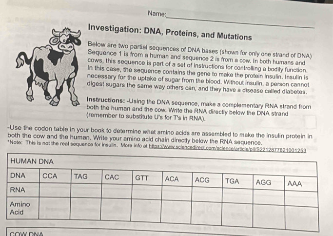 Name: 
Investigation: DNA, Proteins, and Mutations 
Below are two partial sequences of DNA bases (shown for only one strand of DNA) 
Sequence 1 is from a human and sequence 2 is from a cow. In both humans and 
cows, this sequence is part of a set of instructions for controlling a bodily function. 
In this case, the sequence contains the gene to make the protein insulin. Insulin is 
necessary for the uptake of sugar from the blood. Without insulin, a person cannot 
digest sugars the same way others can, and they have a disease called diabetes. 
Instructions: -Using the DNA sequence, make a complementary RNA strand from 
both the human and the cow. Write the RNA directly below the DNA strand 
(remember to substitute U's for T's in RNA). 
-Use the codon table in your book to determine what amino acids are assembled to make the insulin protein in 
both the cow and the human. Write your amino acid chain directly below the RNA sequence. 
*Note: This is not the real sequence for insulin. More info at https://www.sciencedirect.com/science/article/pii/S2212877821001253 
COW DNA