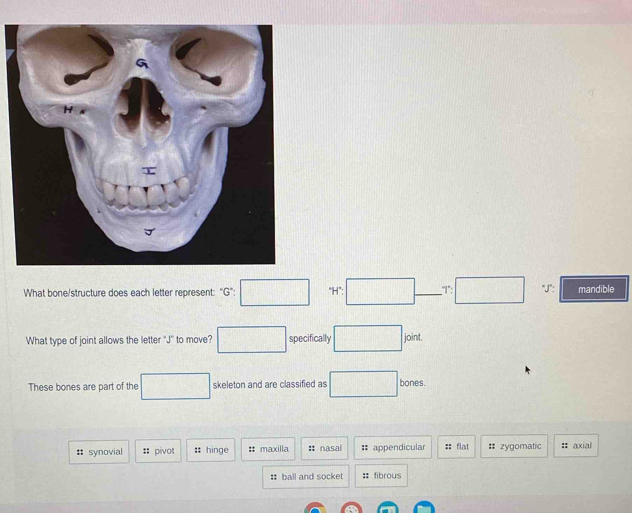 What bone/structure does each letter represent: "G": "H'”: "I'": "J": mandible
What type of joint allows the letter ''J'' to move? specifically joint.
These bones are part of the skeleton and are classified as bones.
: synovial :: pivot :: hinge :: maxilla :: nasal appendicular :: flat # zygomatic : axial
: ball and socket : fibrous