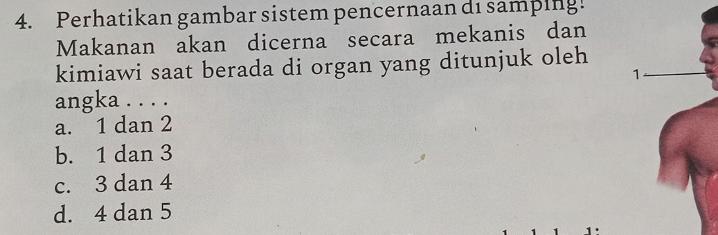 Perhatikan gambar sistem pencernaan di samping!
Makanan akan dicerna secara mekanis dan
kimiawi saat berada di organ yang ditunjuk oleh
angka . . . .
a. 1 dan 2
b. 1 dan 3
c. 3 dan 4
d. 4 dan 5