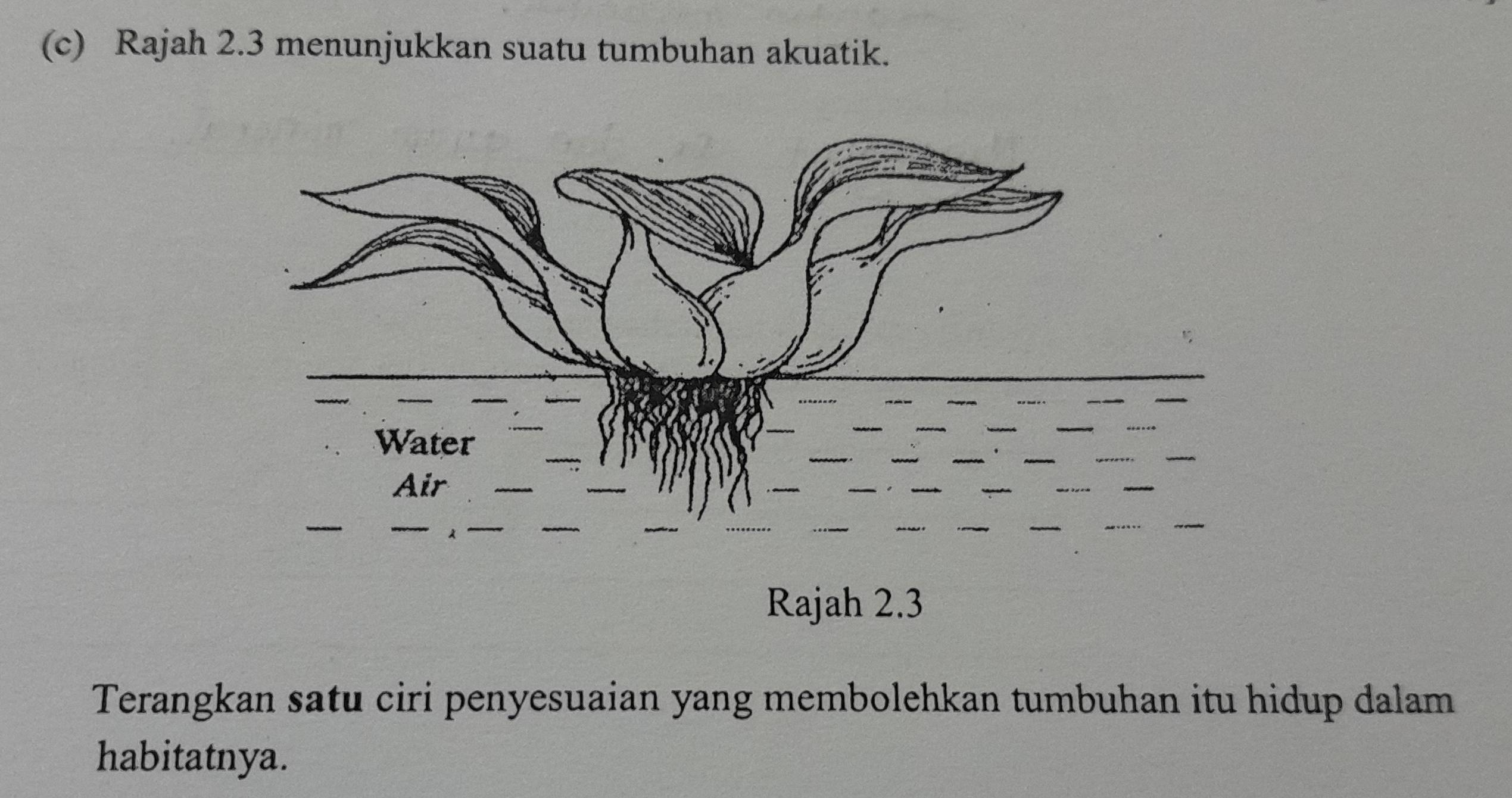 Rajah 2.3 menunjukkan suatu tumbuhan akuatik. 
Rajah 2.3 
Terangkan satu ciri penyesuaian yang membolehkan tumbuhan itu hidup dalam 
habitatnya.