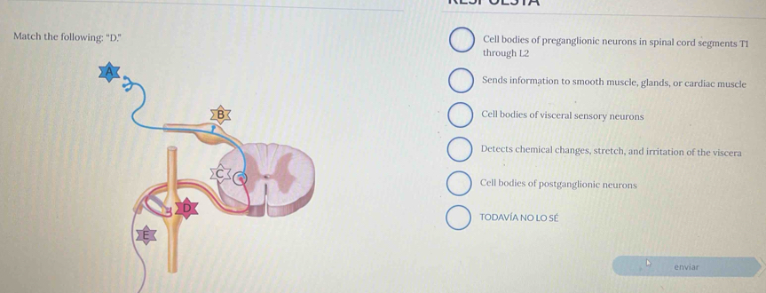 Match the following: “D.” through L2 Cell bodies of preganglionic neurons in spinal cord segments TI
Sends information to smooth muscle, glands, or cardiac muscle
Cell bodies of visceral sensory neurons
Detects chemical changes, stretch, and irritation of the viscera
Cell bodies of postganglionic neurons
TODAVÍA NO LO SÉ
enviar