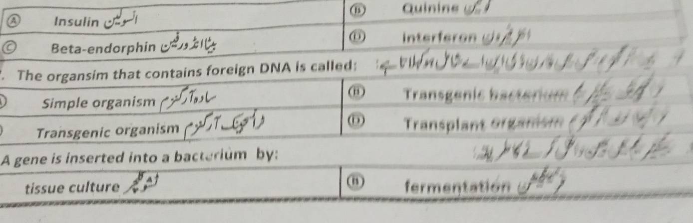 Quinins 
a Insulin 
⑥ Interferon 
Beta-endorphin 
The organsim that contains foreign DNA is called: 
Simple organism Transgenie 
Transgenic organism ransplant 9 r 
A gene is inserted into a bacterium by: 
⑪ 
tissue culture fermentation