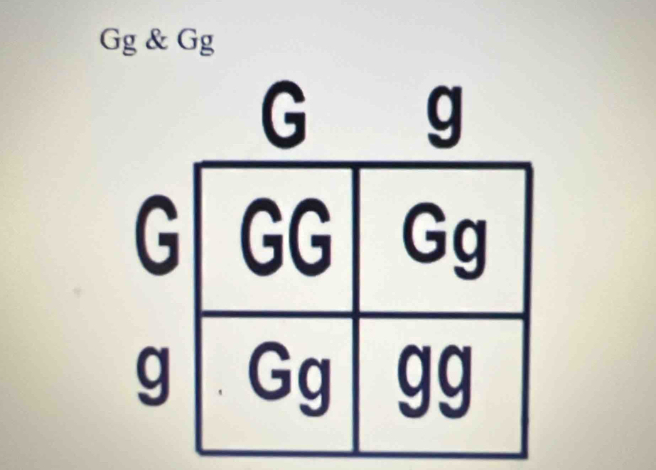 Gg & Gg
G
g