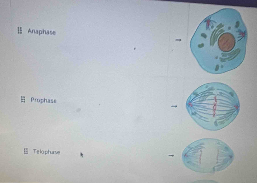 Anaphase
Prophase
Telophase