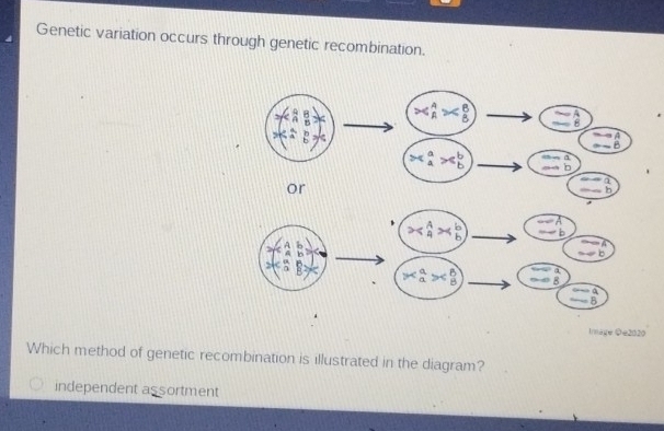 Genetic variation occurs through genetic recombination.
Inage ©e2020
Which method of genetic recombination is illustrated in the diagram?
independent assortment