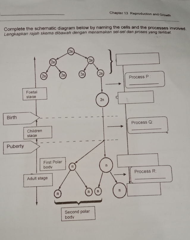 Chapter 13 Reproduction and Growth 
Complete the schematic diagram below by naming the cells and the processes involved. 
Lengkapkan rajah skema dibawah dengan menamakan sel-sel dan proses yang terlibat. 
Bi 
P