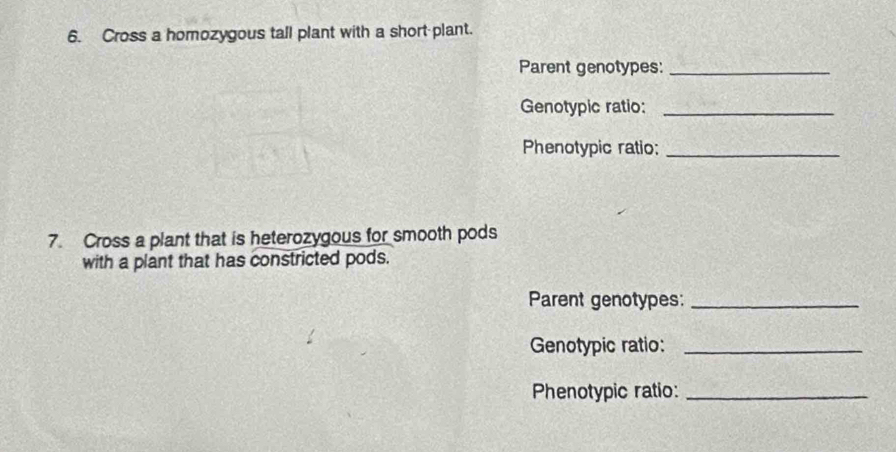 Cross a homozygous tall plant with a short plant. 
Parent genotypes:_ 
Genotypic ratio:_ 
Phenotypic ratio;_ 
7. Cross a plant that is heterozygous for smooth pods 
with a plant that has constricted pods. 
Parent genotypes:_ 
Genotypic ratio:_ 
Phenotypic ratio:_