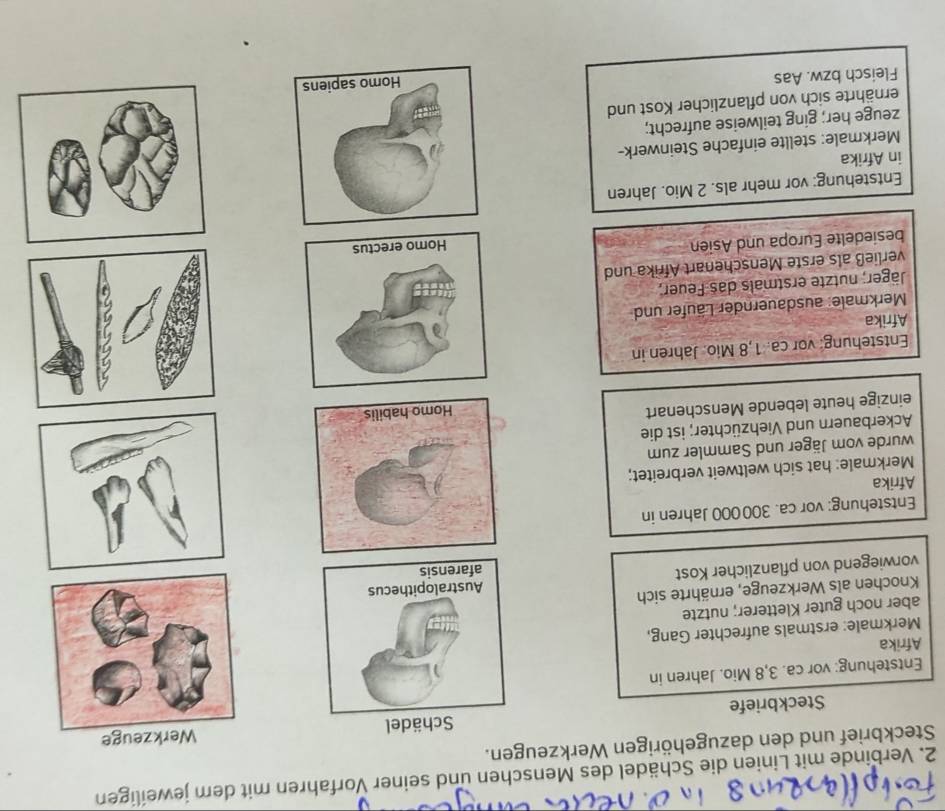 Verbinde mit Linien die Schädel des Menschen und seiner Vorfahren mit dem jeweiligen 
Steckbrief und den dazugehörigen Werkzeugen. 
Werkzeuge 
Steckbriefe Schädel 
Entstehung: vor ca. 3,8 Mio. Jahren in 
Afrika 
Merkmale: erstmals aufrechter Gang, 
aber noch guter Kletterer; nutzte 
Knochen als Werkzeuge, ernährte sich 
vorwiegend von pflanzlicher Kost 
Entstehung: vor ca. 300 000 Jahren in 
Afrika 
Merkmale: hat sich weltweit verbreitet; 
wurde vom Jäger und Sammler zum 
Ackerbauern und Viehzüchter; ist die 
einzige heute lebende Menschenart 
Entstehung: vor ca. 1,8 Mio. Jahren in 
Afrika 
Merkmale: ausdauernder Läufer und 
Jäger; nutzte erstmals das Feuer; 
verließ als erste Menschenart Afrika und 
besiedelte Europa und Asien 
Entstehung: vor mehr als. 2 Mio. Jahren 
in Afrika 
Merkmale: stellte einfache Steinwerk- 
zeuge her; ging teilweise aufrecht; 
ernährte sich von pflanzlicher Kost und 
Fleisch bzw. Aas