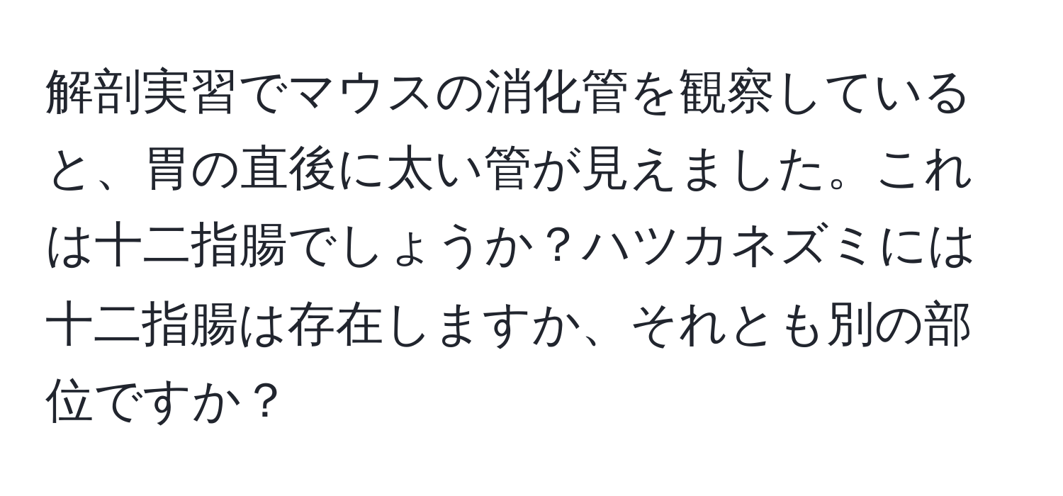 解剖実習でマウスの消化管を観察していると、胃の直後に太い管が見えました。これは十二指腸でしょうか？ハツカネズミには十二指腸は存在しますか、それとも別の部位ですか？