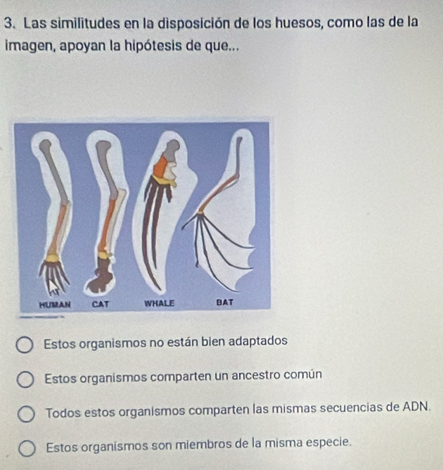 Las similitudes en la disposición de los huesos, como las de la
imagen, apoyan la hipótesis de que...
Estos organismos no están bien adaptados
Estos organismos comparten un ancestro común
Todos estos organismos comparten las mismas secuencias de ADN.
Estos organismos son miembros de la misma especie.