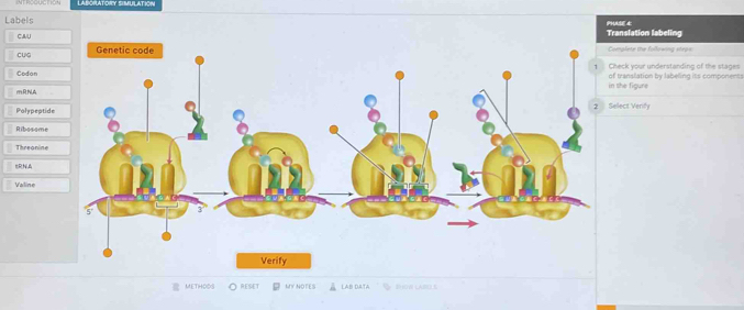 Solved: LABORATORY SIMULATION Labels Translation labeling PHASE 4 C ...