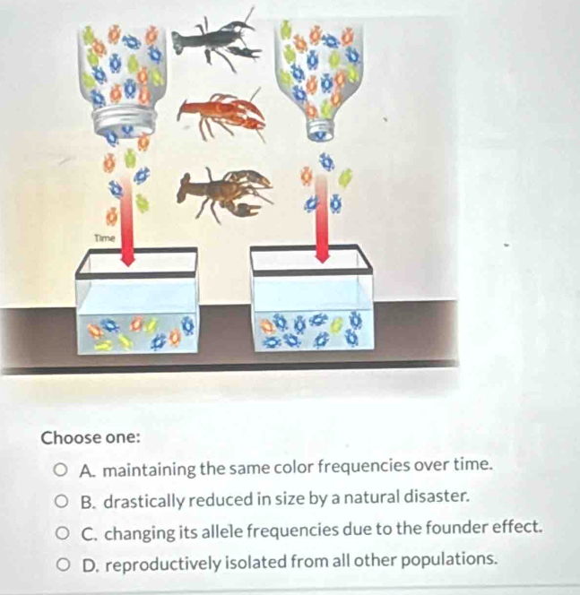 Choose one:
A. maintaining the same color frequencies over time.
B. drastically reduced in size by a natural disaster.
C. changing its allele frequencies due to the founder effect.
D. reproductively isolated from all other populations.