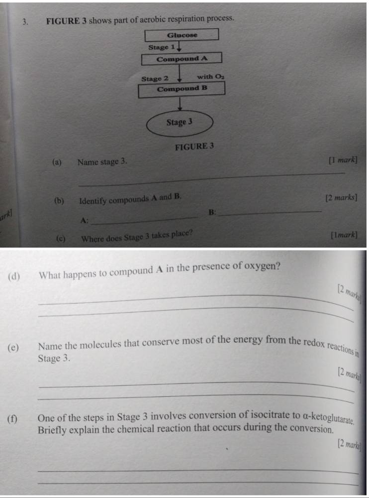 FIGURE 3 shows part of aerobic respiration process.
(a) Name stage 3. [1 mark]
_
(b) Identify compounds A and B. [2 marks]
ark]
B:_
A:
_
(c) Where does Stage 3 takes place? [1mark]
(d) What happens to compound A in the presence of oxygen?
_
_[2 marko
(e) Name the molecules that conserve most of the energy from the redox reactions in
Stage 3.
_
[2 markil
_
(f) One of the steps in Stage 3 involves conversion of isocitrate to α-ketoglutarate
Briefly explain the chemical reaction that occurs during the conversion.
[2 marki]
_
_