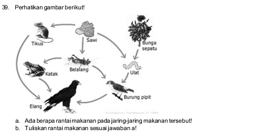 Perhatikan gambar berikut! 
a. Ada berapa rantai makanan pada jaring-jaring makanan tersebut! 
b. Tuliskan rantai makanan sesuai jawaban a!