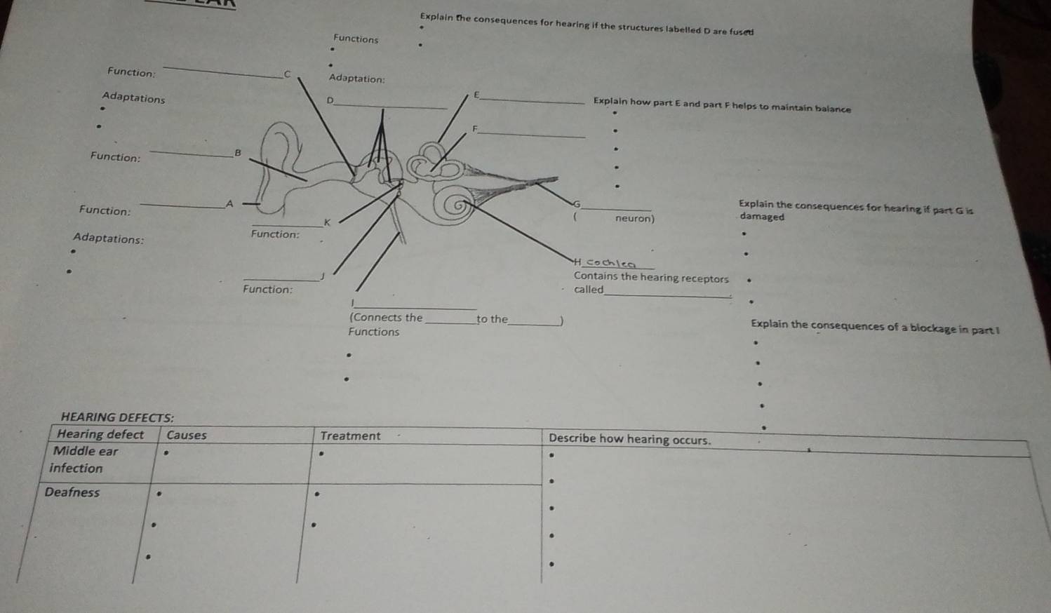 Explain the consequences for hearing if the structures labelled D are fused 
Functions 
intain balance 
e consequences for hearing if part G is 
n the consequences of a blockage in part I 
HEARING DEFECTS: 
Hearing defect Causes Treatment Describe how hearing occurs. 
Middle ear 
infection 
Deafness