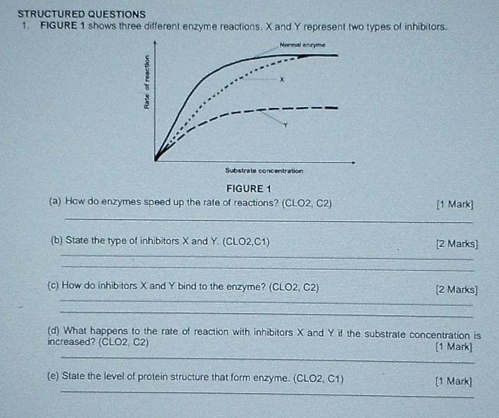 STRUCTURED QUESTIONS 
1. FIGURE 1 shows three different enzyme reactions. X and Y represent two types of inhibitors. 
Normal enzyme 
:
x
Substrate concentration 
FIGURE 1 
(a) How do enzymes speed up the rate of reactions? (CLO2, C2) [1 Mark] 
_ 
_ 
(b) State the type of inhibitors X and Y. (CLO2,C1) [2 Marks] 
_ 
_ 
(c) How do inhibitors X and Y bind to the enzyme? (CLO2, C2) [2 Marks] 
_ 
(d) What happens to the rate of reaction with inhibitors X and Y if the substrate concentration is 
_ 
increased? (CLO2, C2) [1 Mark] 
_ 
(e) State the level of protein structure that form enzyme. (CLO2, C1) [1 Mark]