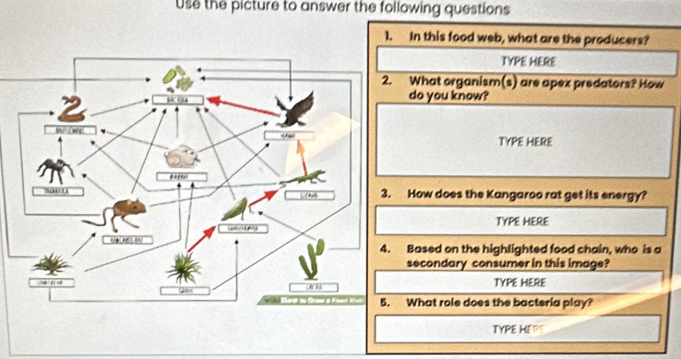 Use the picture to answer the following questions 
1. In this food web, what are the producers? 
TYPE HERE 
What organism(s) are apex predators? How 
do you know? 
TYPE HERE 
How does the Kangaroo rat get its energy? 
TYPE HERE 
Based on the highlighted food chain, who is a 
secondary consumer in this image? 
TYPE HERE 
What role does the bacteria play? 
TYPE HERE