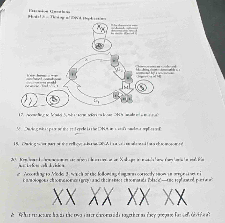Solved: Extension Questions Model 3 - Timing of DNA Replication 17. According to Model 3, what ...