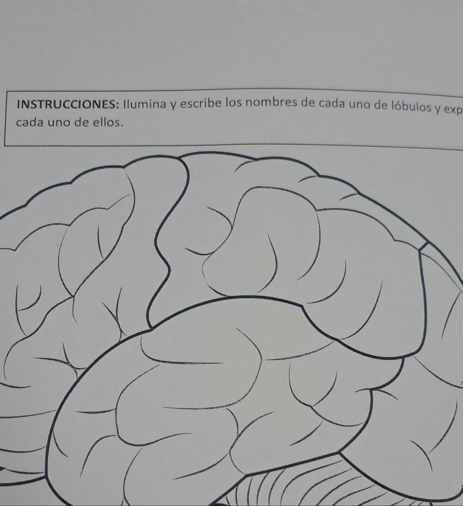 INSTRUCCIONES: Ilumina y escribe los nombres de cada uno de lóbulos y exp 
cada uno de ellos.