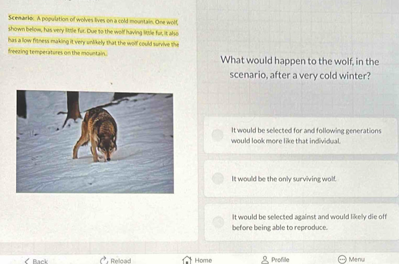 Scenario: A population of wolves lives on a cold mountain. One wolf,
shown below, has very little fur. Due to the wolf having little fur, it also
has a low fitness making it very unlikely that the wolf could survive the
freezing temperatures on the mountain..
What would happen to the wolf, in the
scenario, after a very cold winter?
It would be selected for and following generations
would look more like that individual.
It would be the only surviving wolf.
It would be selected against and would likely die off
before being able to reproduce.
Back Reload Home Profile Menu