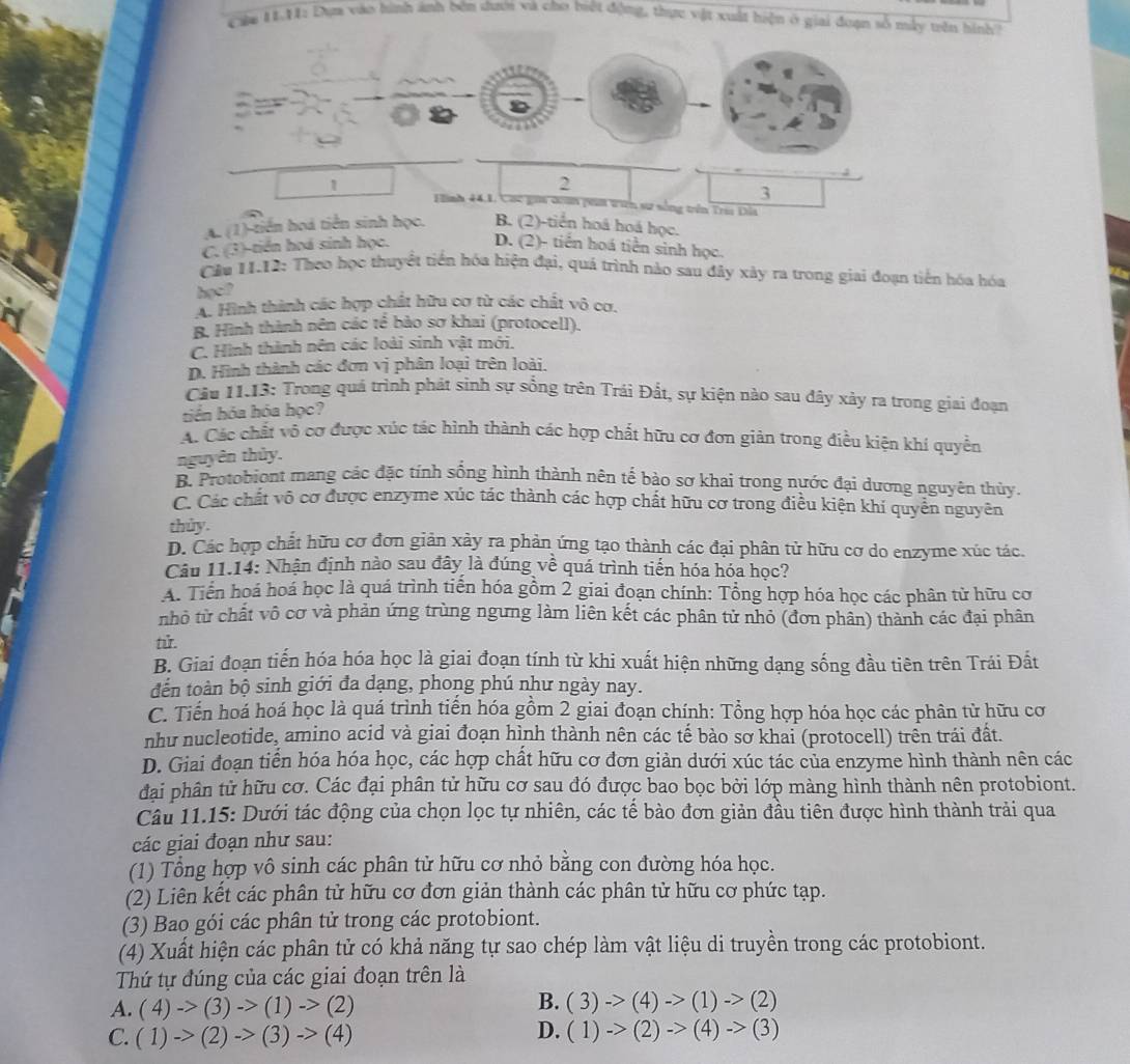 Cáu 11.11: Dựm vào hình ảnh bên đưới và cho biệt động, thực vật xuất hiện ở giai đoạn số mấy trên hình?
1
2
3
Hình 44,1, Các gia doan phm tin sự sống trên Trai Đĩa
A. (1)-tiền hoá tiên sinh học. B. (2)-tiến hoá hoá học.
C. (3)-tiến hoá sinh học. D. (2)- tiến hoá tiền sinh học.
Cầu 11.12: Theo học thuyết tiền hóa hiện đại, quá trình nào sau đây xây ra trong giai đoạn tiên hóa hóa
học?
N A. Hình thành các hợp chất hữu cơ từ các chất vô cơ.
B. Hình thành nên các tế bào sơ khai (protocell).
C. Hình thành nên các loài sinh vật mới.
D. Hình thành các đơn vị phân loại trên loài.
Cầu 11.13: Trong quá trình phát sinh sự sống trên Trái Đất, sự kiện nào sau đây xảy ra trong giai đoạn
tiến hóa hóa học?
A. Các chất vô cơ được xúc tác hình thành các hợp chất hữu cơ đơn giản trong điều kiện khí quyền
nguyên thủy.
B. Protobiont mang các đặc tính sống hình thành nên tế bào sơ khai trong nước đại dương nguyên thủy.
C. Các chất vô cơ được enzyme xúc tác thành các hợp chất hữu cơ trong điều kiện khí quyên nguyên
thủy.
D. Các hợp chất hữu cơ đơn giản xảy ra phản ứng tạo thành các đại phân tử hữu cơ do enzyme xúc tác.
Câu 11.14: Nhận định nào sau đây là đúng về quá trình tiến hóa hóa học?
A. Tiến hoá hoá học là quá trình tiến hóa gồm 2 giai đoạn chính: Tổng hợp hóa học các phân tử hữu cơ
nhỏ từ chất vô cơ và phản ứng trùng ngưng làm liên kết các phân tử nhỏ (đơn phân) thành các đại phân
tử.
B. Giai đoạn tiến hóa hóa học là giai đoạn tính từ khi xuất hiện những dạng sống đầu tiên trên Trái Đất
đến toàn bộ sinh giới đa dạng, phong phú như ngày nay.
C. Tiến hoá hoá học là quá trình tiến hóa gồm 2 giai đoạn chính: Tổng hợp hóa học các phân từ hữu cơ
như nucleotide, amino acid và giai đoạn hình thành nên các tế bào sơ khai (protocell) trên trái đất.
D. Giai đoạn tiển hóa hóa học, các hợp chất hữu cơ đơn giản dưới xúc tác của enzyme hình thành nên các
đại phân tử hữu cơ. Các đại phân tử hữu cơ sau đó được bao bọc bởi lớp màng hình thành nên protobiont.
Câu 11.15: Dưới tác động của chọn lọc tự nhiên, các tế bào đơn giản đầu tiên được hình thành trải qua
các giai đoạn như sau:
(1) Tổng hợp vô sinh các phân tử hữu cơ nhỏ bằng con đường hóa học.
(2) Liên kết các phân tử hữu cơ đơn giản thành các phân tử hữu cơ phức tạp.
(3) Bao gói các phân tử trong các protobiont.
(4) Xuất hiện các phân tử có khả năng tự sao chép làm vật liệu di truyền trong các protobiont.
Thứ tự đúng của các giai đoạn trên là
B.
A. (4)->(3)->(1)->(2) (3)->(4)->(1)->(2)
C. (1)->(2)->(3)->(4)
D. (1)->(2)->(4)->(3)