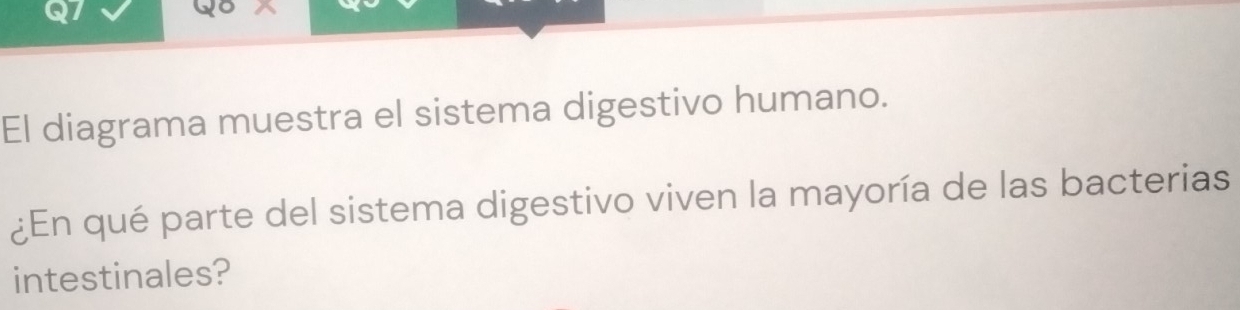 El diagrama muestra el sistema digestivo humano. 
¿En qué parte del sistema digestivo viven la mayoría de las bacterias 
intestinales?