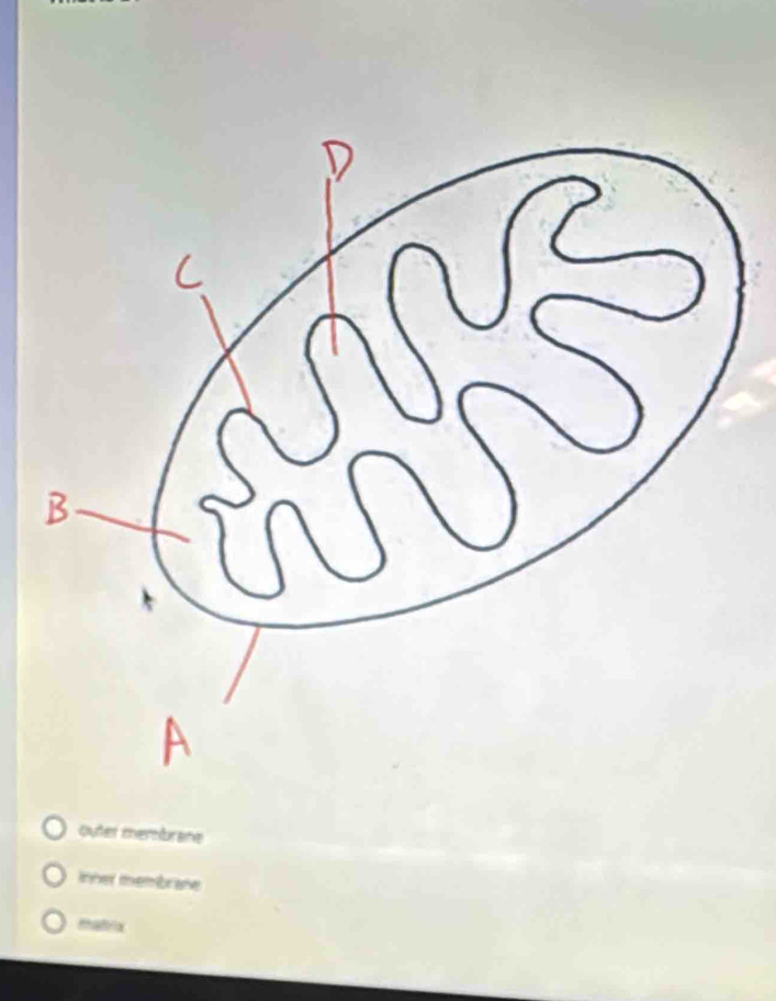 outer membrane
Inner membrane
matrix