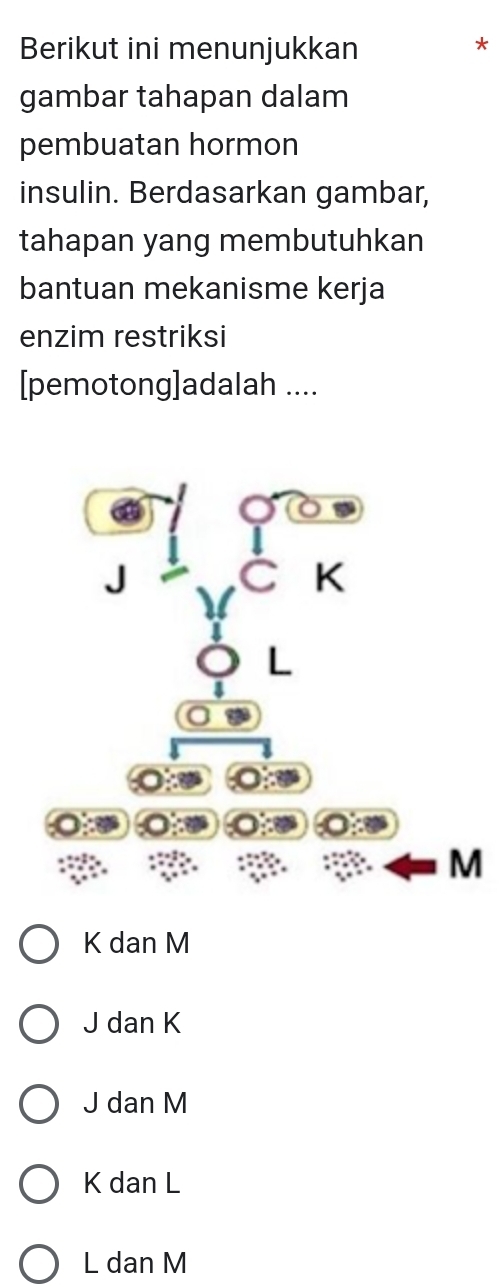 Berikut ini menunjukkan
*
gambar tahapan dalam
pembuatan hormon
insulin. Berdasarkan gambar,
tahapan yang membutuhkan
bantuan mekanisme kerja
enzim restriksi
[pemotong]adalah ....
K
L
M
K dan M
J dan K
J dan M
K dan L
L dan M