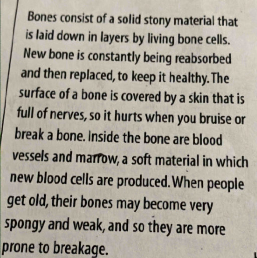 Bones consist of a solid stony material that 
is laid down in layers by living bone cells. 
New bone is constantly being reabsorbed 
and then replaced, to keep it healthy.The 
surface of a bone is covered by a skin that is 
full of nerves, so it hurts when you bruise or 
break a bone. Inside the bone are blood 
vessels and marrow, a soft material in which 
new blood cells are produced. When people 
get old, their bones may become very 
spongy and weak, and so they are more 
prone to breakage.