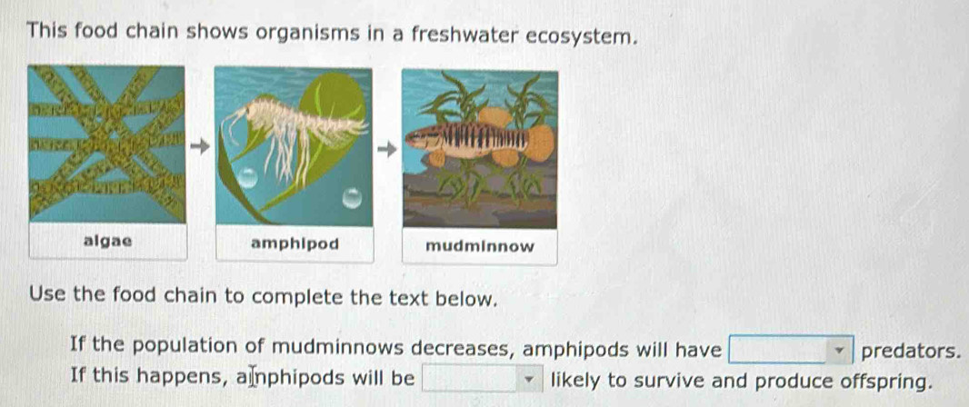 This food chain shows organisms in a freshwater ecosystem. 
algae 
Use the food chain to complete the text below. 
If the population of mudminnows decreases, amphipods will have predators. 
If this happens, a Iphipods will be likely to survive and produce offspring.