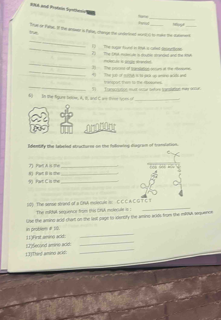RNA and Protein Syntherr 
fiame_ 
Period 
True or False. If the anower is False, change the underined word(s) to make the datement 
true 
_ 
_1) The suger found in 294 is called decnbese. 
2) The DIA molecule is double stranded and the RNA 
_ 
molscule is pogle stranded. 
_ 
3) The process of trandation ccours at the rbosome. 
4) The job of m2lg is to pick up amino acids and 
_ 
transport them to the dbosomes. 
5) Tansoiutien mst ocow before bassation may occur. 
6) In the figure below, A, B, and C are three types of_ 
ononout 
Identify the labeled structures on the following diagram of translation. 
C 
7) Part A is the_ 
8) Part B is the _1 
9) Part C is the_ 
10) The sense strand of a DNA molecule is: C C C A C G TC T 
The mRNA sequence from this DNA molecule is : 
_ 
Use the amino acid chart on the last page to identify the amino acids from the mRNA sequence 
in problem # 10. 
11)First amino acíd: 
_ 
12)Second amino acid: 
_ 
13)Third amino acid: 
_