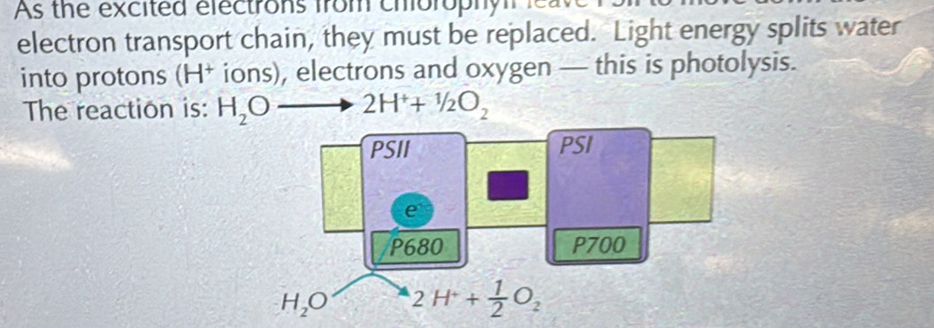 As the excited electrons from chorophy     
electron transport chain, they must be replaced. Light energy splits water
into protons (H* ions), electrons and oxygen — this is photolysis.
The reaction is: H_2O 2H^++^1/_2O_2