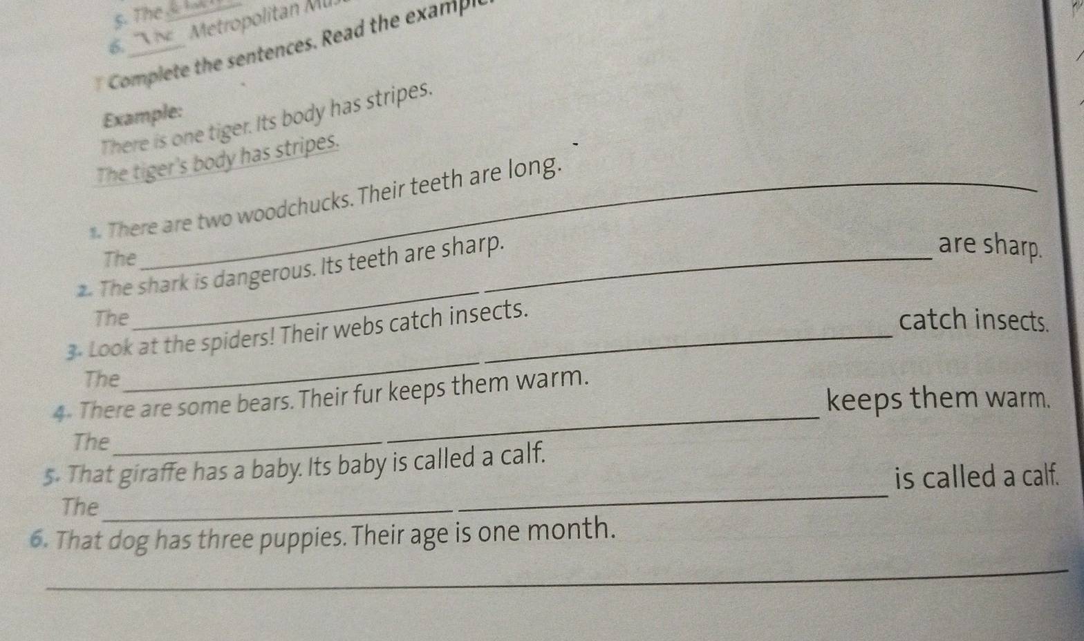 The l I 
6. Vi Metropolitan M 
Complete the sentences. Read the examp 
Example: 
There is one tiger. Its body has stripes 
The tiger's body has stripes. 
*. There are two woodchucks. Their teeth are long. 
The 
2. The shark is dangerous. Its teeth are sharp. 
are sharp. 
The catch insects. 
3. Look at the spiders! Their webs catch insects. 
The 
_ 
4. There are some bears. Their fur keeps them warm. 
keeps them warm. 
The 
_ 
s. That giraffe has a baby. Its baby is called a calf. 
is called a calf. 
The 
6. That dog has three puppies. Their age is one month. 
_