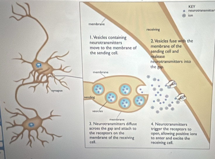 KEY 
neurotransmitter