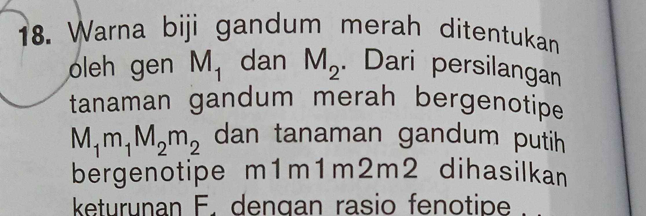 Warna biji gandum merah ditentukan 
oleh gen M_1 dan M_2. Dari persilangan 
tanaman gandum merah bergenotipe
M_1m_1M_2m_2
dan tanaman gandum putih 
bergenotipe m1m1m2m2 dihasilkan 
keturunan F. dengan rasio fenotipe