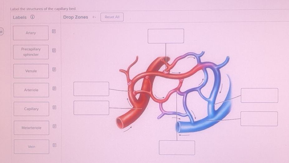 Solved: Label the structures of the capillary bed. Labels Drop Zones ...