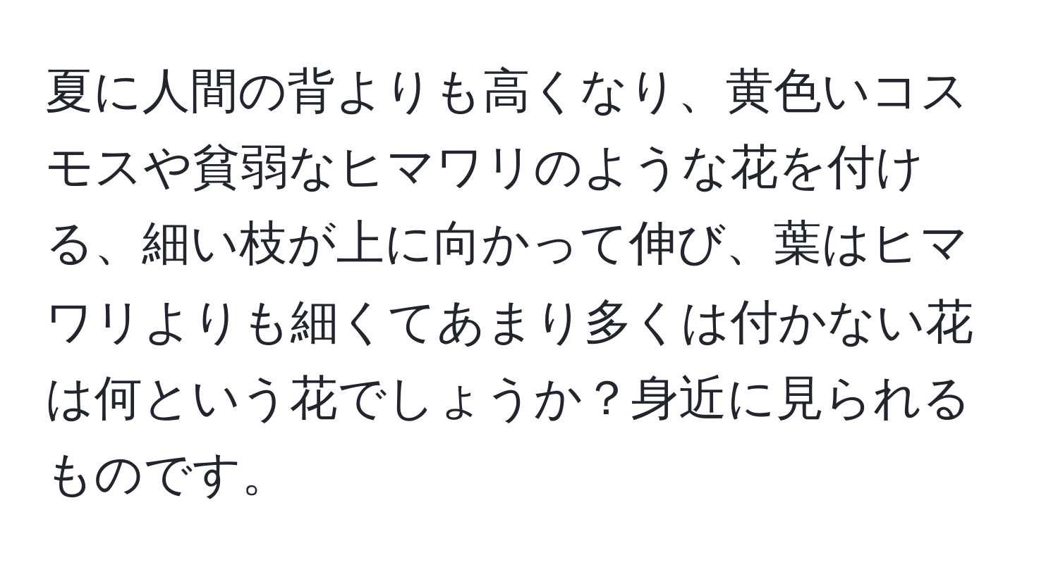 夏に人間の背よりも高くなり、黄色いコスモスや貧弱なヒマワリのような花を付ける、細い枝が上に向かって伸び、葉はヒマワリよりも細くてあまり多くは付かない花は何という花でしょうか？身近に見られるものです。