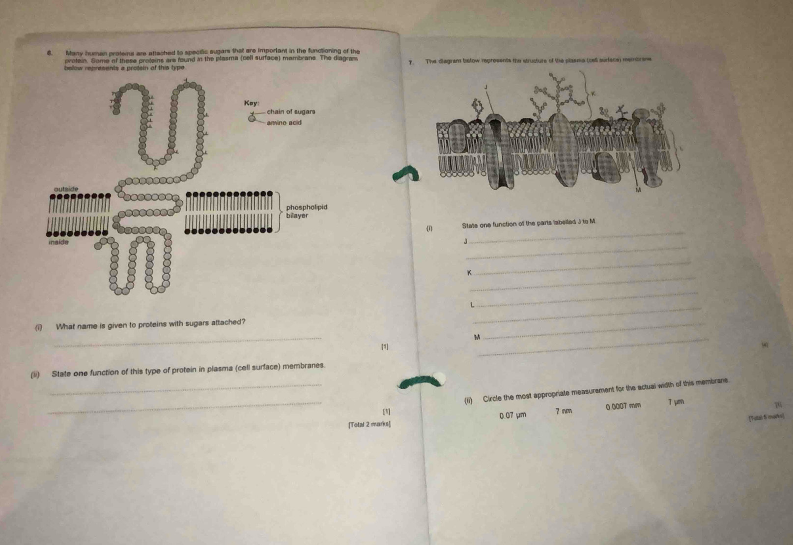 Many human proteins are attached to specific sugars that are important in the functioning of the
protein. Some of these proteins are found in the plasma (cell surface) membrana. The diagram 7. The diagram below represents the structure of the plasme (cell surface) membram
(1)
_
State one function of the parts labelled J to M
J
_
K
_
_(
_
(i) What name is given to proteins with sugars attached?
_
_ M
_
[1]
(ii) State one function of this type of protein in plasma (cell surface) membranes.
_[1] (ii) Circle the most appropriate measurement for the actual width of this membrane.
_[Total 2 marks] 0.07 μm 7 nm 0.0007 mm 7 μm
p
[Total 5 marks]