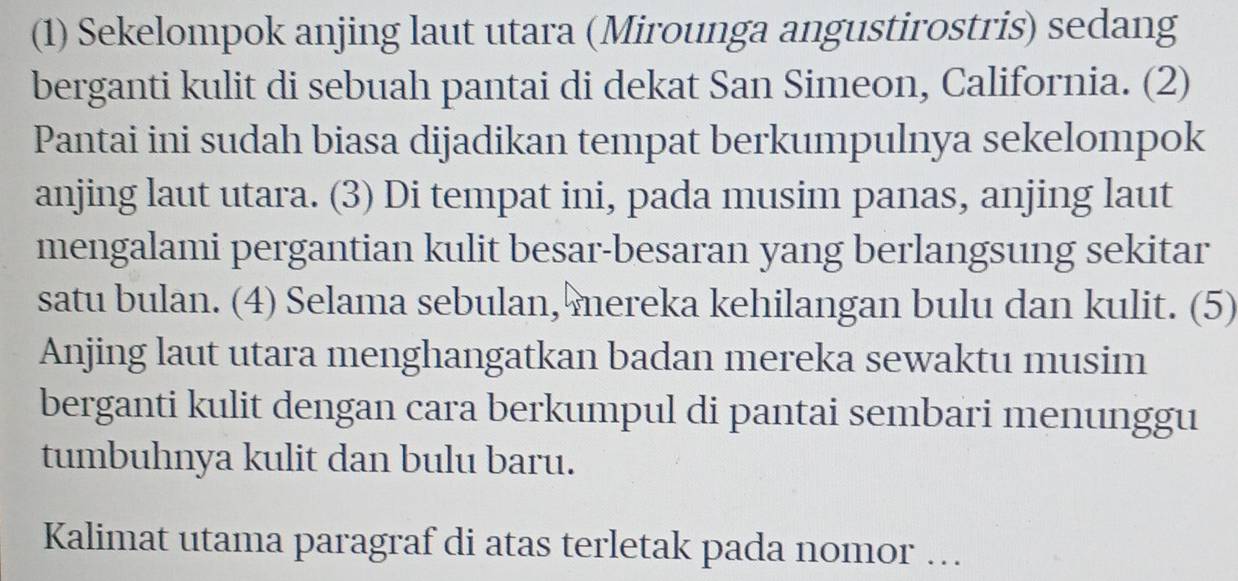 (1) Sekelompok anjing laut utara (Mirounga angustirostris) sedang 
berganti kulit di sebuah pantai di dekat San Simeon, California. (2) 
Pantai ini sudah biasa dijadikan tempat berkumpulnya sekelompok 
anjing laut utara. (3) Di tempat ini, pada musim panas, anjing laut 
mengalami pergantian kulit besar-besaran yang berlangsung sekitar 
satu bulan. (4) Selama sebulan, mereka kehilangan bulu dan kulit. (5) 
Anjing laut utara menghangatkan badan mereka sewaktu musim 
berganti kulit dengan cara berkumpul di pantai sembari menunggu 
tumbuhnya kulit dan bulu baru. 
Kalimat utama paragraf di atas terletak pada nomor …