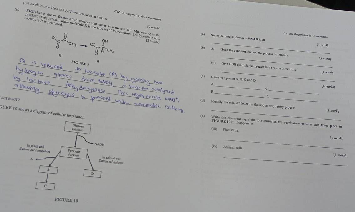 (iii) Explain how H₂O and ATP are produced in stage C [9 marks] 
Cellular Respiration & Fermeniation 
molecule R is produced 
(b) FIGURE 9 shows fermentation process that occur in a muscle cell. Molecule Q is the 
product of glycolysis, while molecule R is the product of fermentation. Briefly explain how [2 marks] 
Cellular Respiration & Fermentation 
_ 
(a) Name the process shown in FIGURE 10 
OH
CH_3 [1 mark] 
H CH_3
(b) (i) State the condition on how the process can occurs [1 mark] 
Q 
R 
_FIGURE 9 
_ 
_ 
_ 
(ii) Give ONE example the used of this process in industry. [1 mark] 
_(c) Name compound A, B, C and D
_ 
_ 
A 
_c 
[4 marks] 
_ 
B 
D. 
2016/2017 
_ 
(d) Identify the role of NADH in the above respiratory process. [l mark] 
GURE 10 shows a diagram of cellular respiratio 
_ 
(e) Write the chemical equation to summarise the respiratory process that takes place in 
FIGURE 10 if it happens in 
(iii) Plant cells. [1 mark] 
_ 
(iv) Animal cells 
_[1 mark]