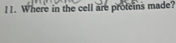 Where in the cell are proteins made?