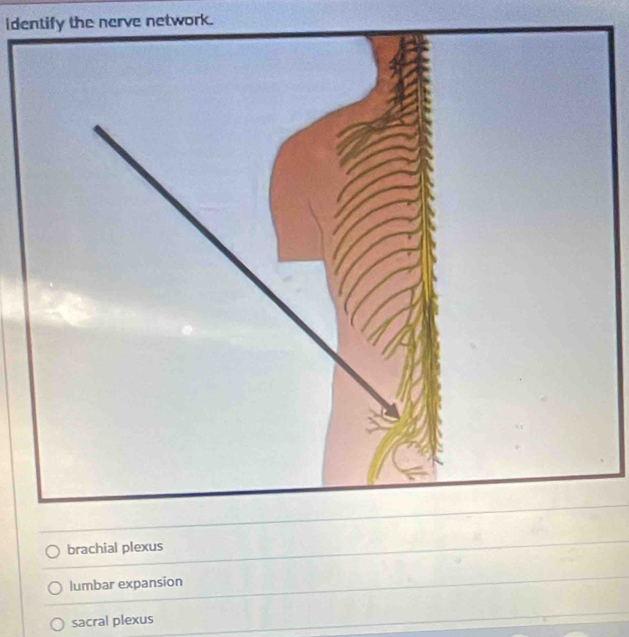 identify the nerve network.
brachial plexus
lumbar expansion
sacral plexus