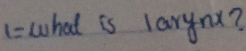 1 = what is larynx?