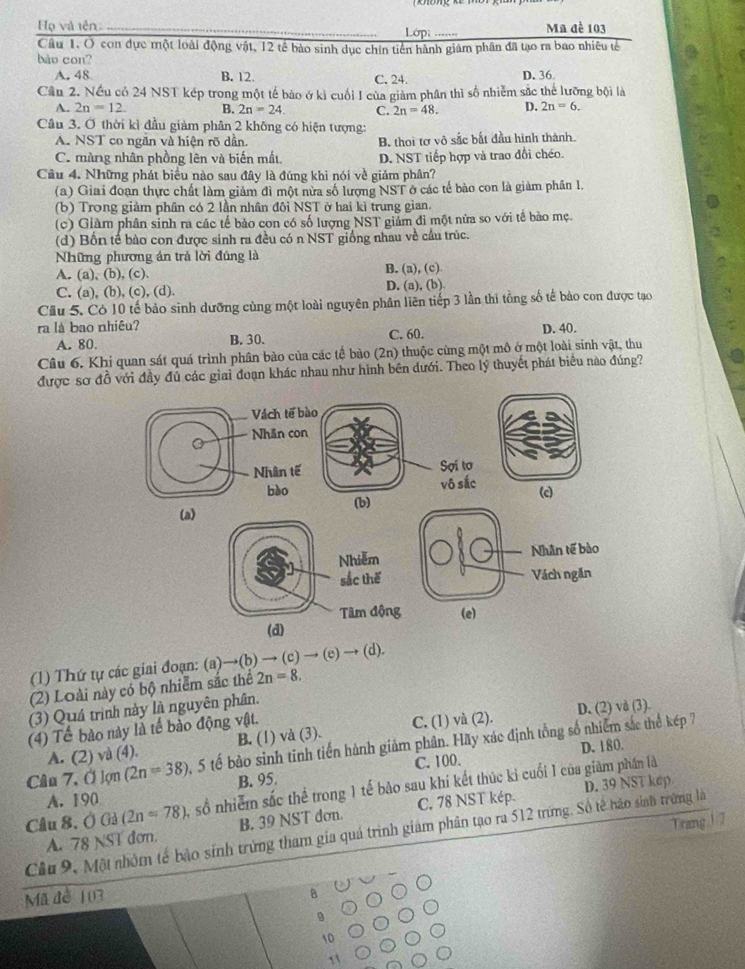 Họ và iên: _Ma đề 103
Lớp
Câu 1,Ở con dực một loài động vật, 12 tế bào sinh dục chín tiến hành giám phân đã tạo ra bao nhiêu tế
bào con?
A. 48 B. 12 C. 24. D. 36
Cầu 2. Nếu cỏ 24 NST kép trong một tế bảo ở kì cuối I của giảm phân thì số nhiễm sắc thể lưỡng bội là
A. 2n=12. B. 2n=24. C. 2n=48.
D. 2n=6.
Câu 3. Ở thời kì đầu giảm phân 2 không có hiện tượng:
A. NST co ngăn và hiện rõ dần. B. thoi tơ vô sắc bắt đầu hình thành.
C. màng nhân phồng lên và biến mất. D. NST tiếp hợp và trao đổi chéo.
Cầu 4. Những phát biểu nào sau đây là đúng khi nói về giảm phân?
(a) Giai đoạn thực chất làm giảm đì một nửa số lượng NST ở các tế bào con là giàm phân 1.
(b) Trong giảm phân có 2 lần nhân đôi NST ở hai kì trung gian.
(c) Giàm phân sinh ra các tế bảo con có số lượng NST giảm đi một nửa so với tế bào mẹ.
(d) Bốn tế bào con được sinh ra đều có n NST giống nhau về cầu trúc.
Những phương án trả lời đúng là
A. (a), (b), (c). B. (a), (c)
C. (a), (b), (c), (d). D. (a), (b)
Cầu 5. Có 10 tế bảo sinh dưỡng cùng một loài nguyên phân liên tiếp 3 lần thi tồng số tế bảo con được tạo
ra là bao nhiêu? C. 60. D. 40.
A. 80. B. 30.
Câu 6. Khi quan sát quá trình phân bào của các tế bào (2n) thuộc cùng một mô ở một loài sinh vật, thu
được sơ đồ với đầy đủ các giai đoạn khác nhau như hình bên dưới. Theo lý thuyết phát biểu nào đúng?
(c)
(a)
Nhân tế bào
Vách ngăn
(e)
(1) Thứ tự các giai đoạn: (a)→(b) → (c) → (e) → (d).
(2) Loài này có bộ nhiễm sắc thể 2n=8.
(3) Quá trình này là nguyên phân.
D. (2) và (3).
(4) Tế bào này là tế bào động vật.
A. (2) và (4). B. (1) và (3). C, (1) và (2).
Câu 7, Ở lợn (2n=38) , 5 tế bào sinh tinh tiến hành giảm phân. Hãy xác định tổng số nhiễm sắc thể kép ?
C. 100.
B. 95. D. 180.
Câu 8, Ở Gả (2n=78) , số nhiễm sắc thể trong 1 tế bào sau khí kết thúc kỉ cuối 1 của giàm phần là
A. 190
C, 78 NST kép. D. 39 NST kep
A. 78 NST dơn. B. 39 NST don.
Trang ! 7
Cầu 9. Một nhóm tế bào sinh trứng tham gia quá trình giam phân tạo ra 512 trứng. Số tế bảo sinh trừng là
Mã de 103
B
9
10
11